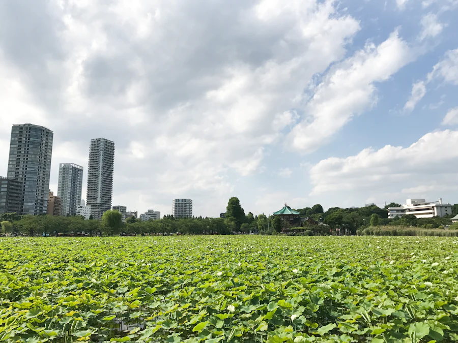 Taito-ku as a Third Place: Finding Retreat and Zen Stillness Without Leaving Tokyo