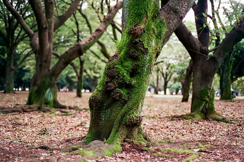 Shibuya-ku as a Third Place: Where Culture Means Joining In, Not Just Watching